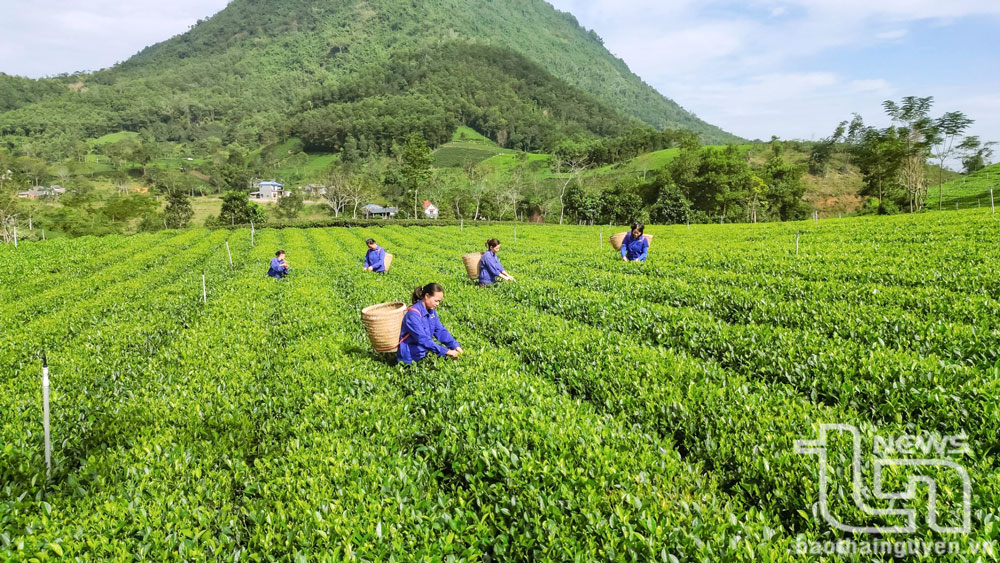 Thực hiện 10 đề tài, dự án liên quan đến cây chè