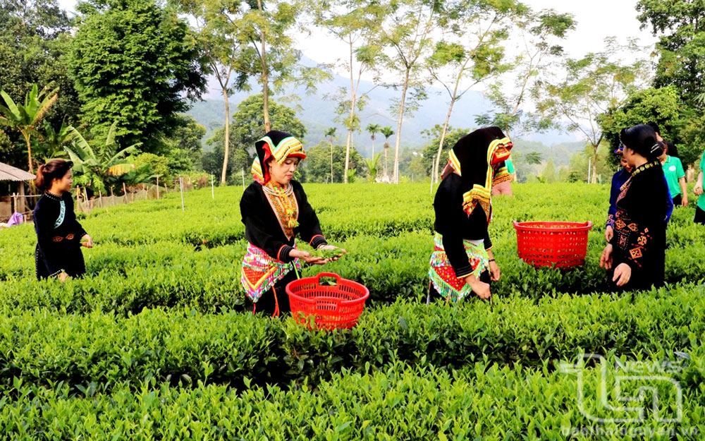Đa số thành viên Hợp tác xã nông sản an toàn Liên Minh là phụ nữ người dân tộc thiểu số.