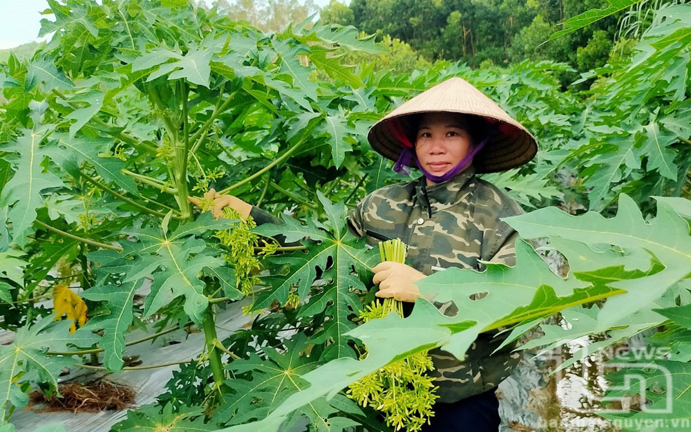 Trồng đu đủ lấy hoa làm trà - một sản phẩm dược liệu mới có tiềm năng phát triển ở xã Liên Minh (Võ Nhai).