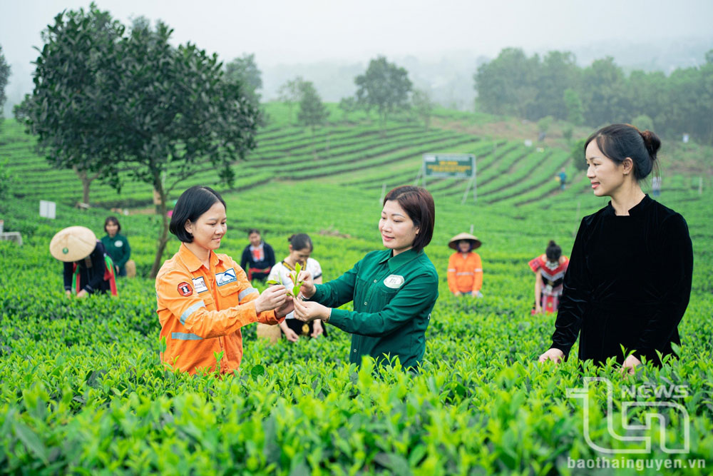 Chị Đào Thị Thức (đứng giữa) luôn sát sao tại các nương chè để cho ra đời những sản phẩm chất lượng cao.