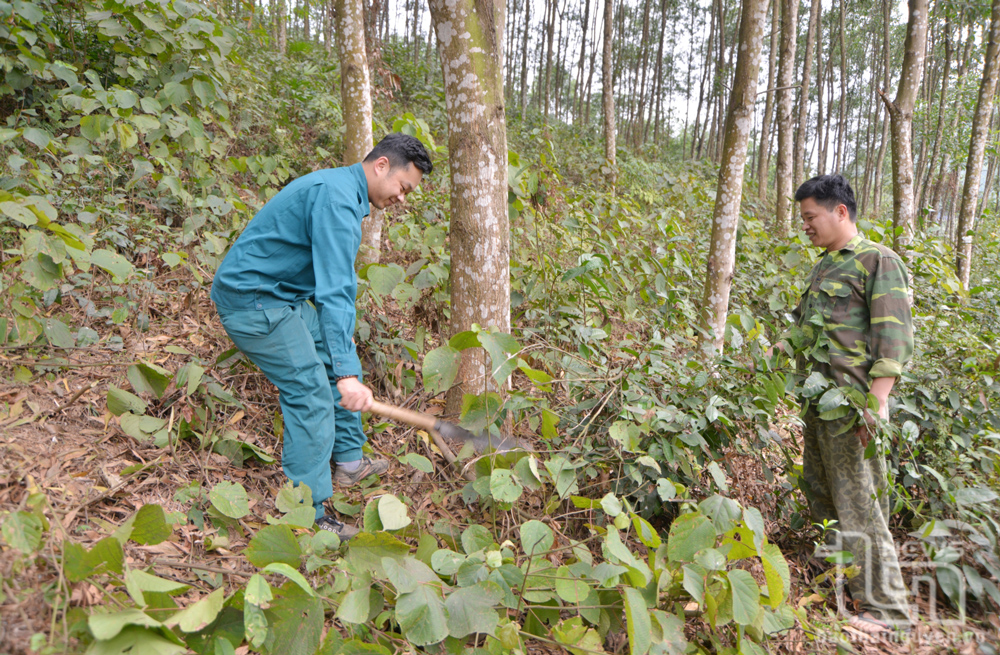 Yên Đổ đi đầu trong cấp chứng chỉ rừng FSC