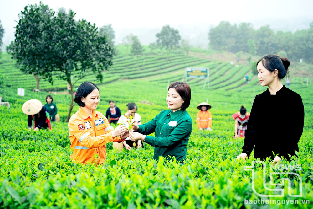 Thu hái chè tại HTX chè Nhật Thức, xã Phục Linh (Đại Từ).
