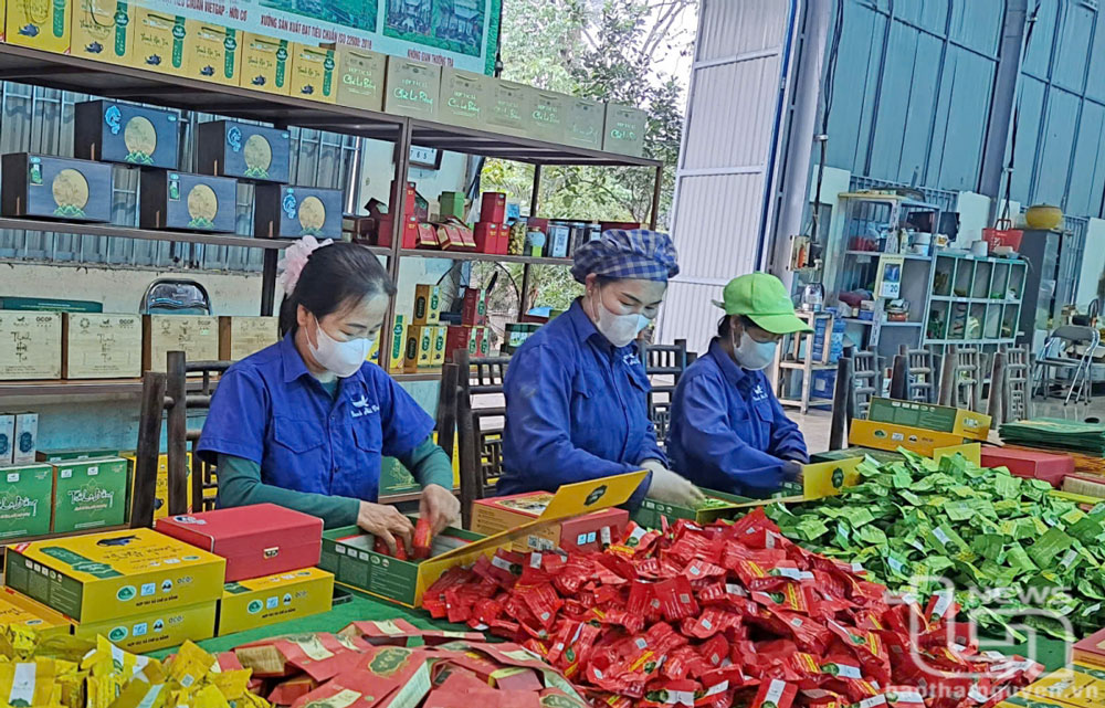 Đóng gói sản phẩm chè tại Hợp tác xã chè La Bằng (Đại Từ).