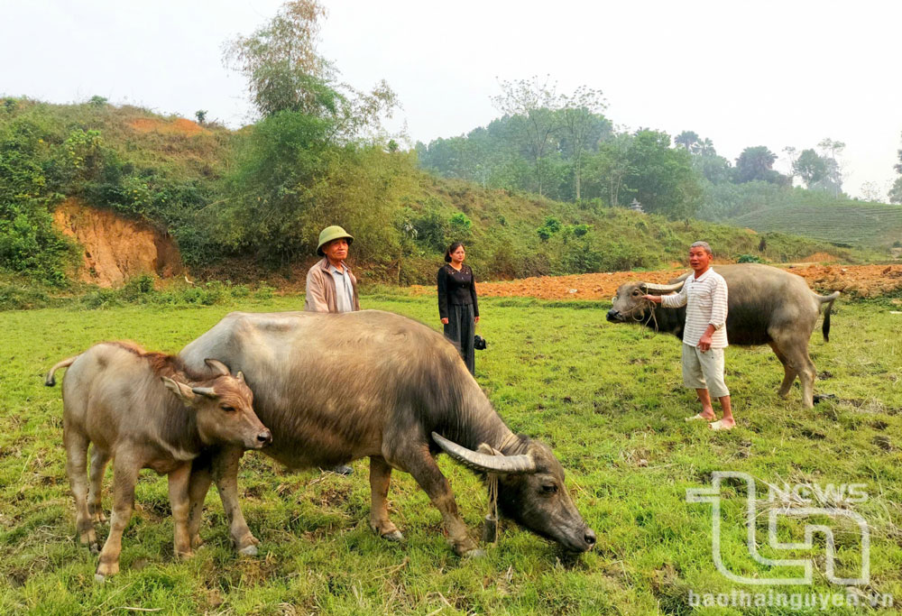 Bước tiến từ giảm nghèo đến tạo sinh kế bền vững