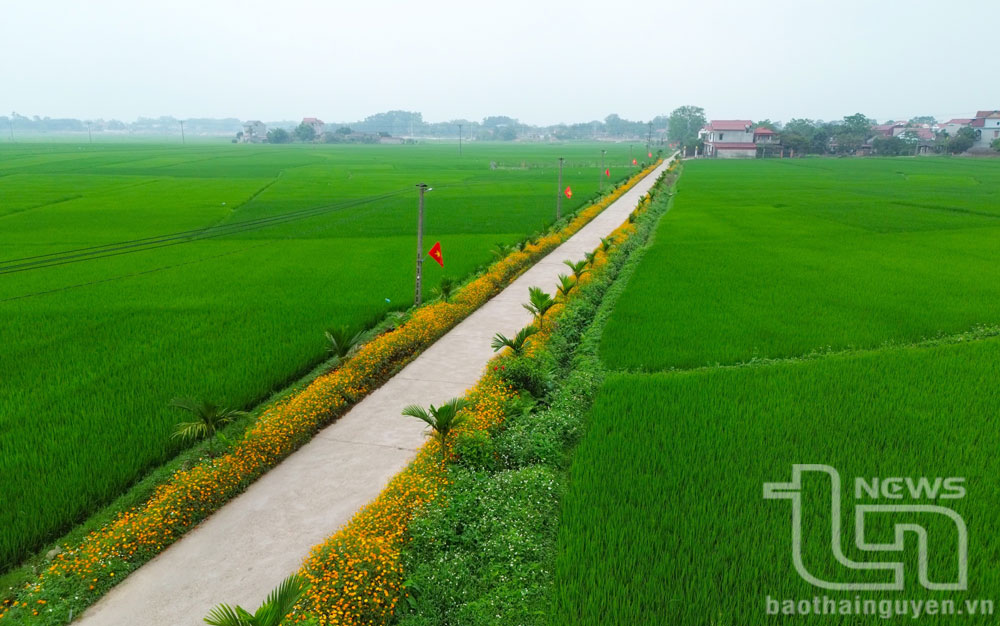 Những đoạn đường hoa dài hàng trăm mét chạy dọc tuyến giao thông liên xã, xóm, những hàng hoa cánh bướm uốn lượn theo lối đi đã và đang trở thành điểm nhấn trong bức tranh nông thôn mới của huyện Phú Bình.