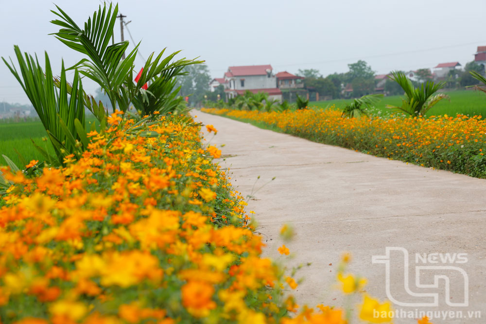 Những bông hoa khoe sắc bên con đường hoa rực rỡ - điểm nhấn tươi sáng trong hành trình xây dựng nông thôn mới, thể hiện sự đổi thay tích cực và sức sống tràn đầy của vùng quê Phú Bình.