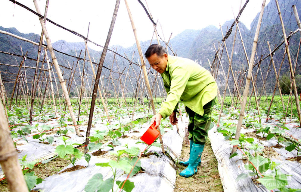 Việc đưa cây dưa chuột bao tử vào trồng thay thế cho cây lúa đã giúp gia đình ông Lương Văn Sen (ở xóm Long Thành, xã Bình Long, Võ Nhai) khắc phục được tình trạng khó khăn về nguồn nước tưới.