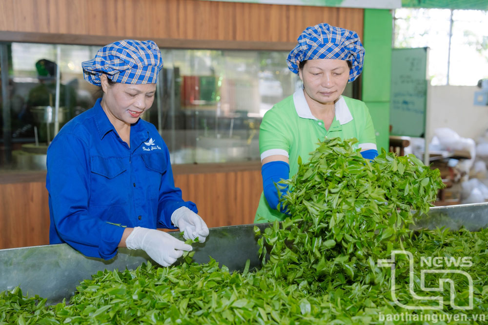 Liên kết tiêu thụ nông sản: Cần cái “bắt tay” của doanh nghiệp và nông dân