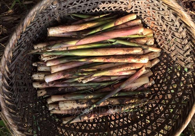 Măng sặt Văn Bàn. Ảnh tư liệu: Quốc Khánh/TTXVN