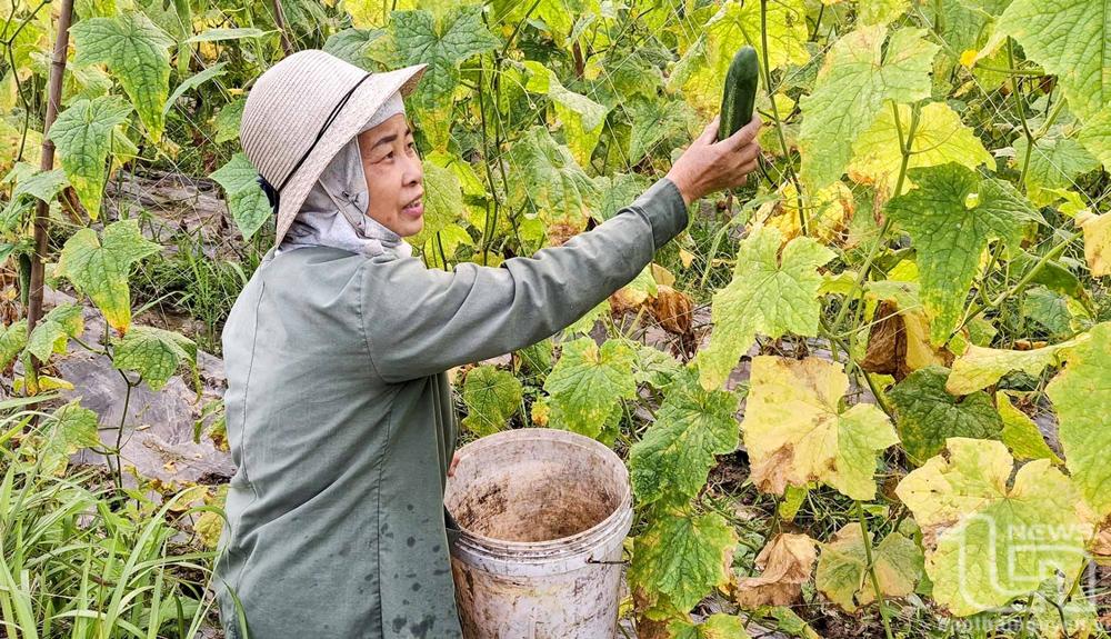 Mô hình liên kết trồng dưa chuột nếp cho hiệu quả cao