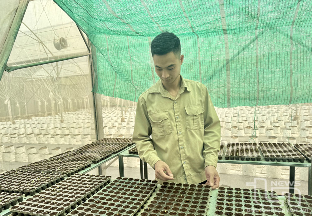 Khởi nghiệp thành công với mô hình trồng dưa lưới Ichiba