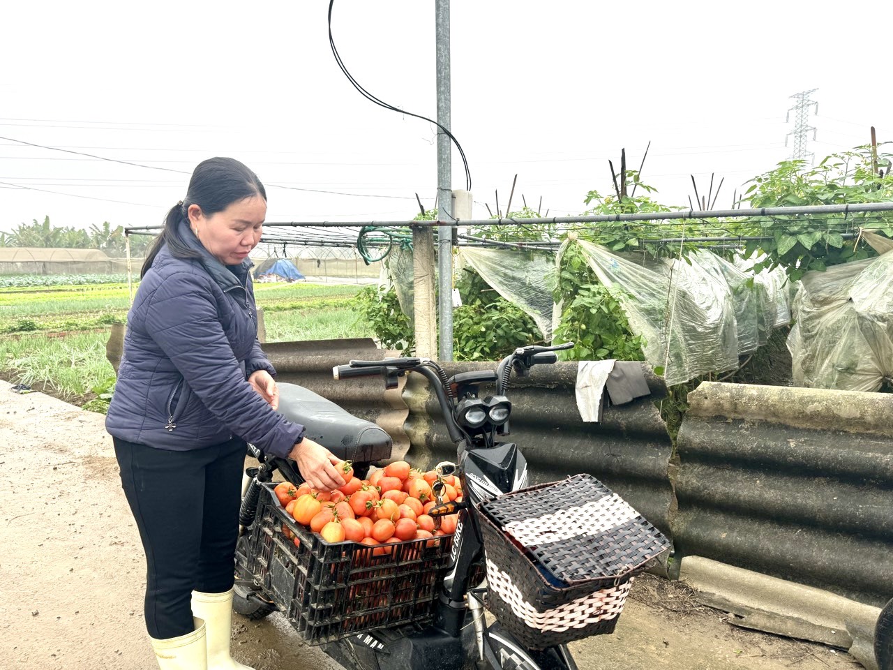 Bà Đoàn Thị Thúy, Phó Giám đốc HTX rau an toàn thị trấn Hùng Sơn, thu hoạch cà chua.