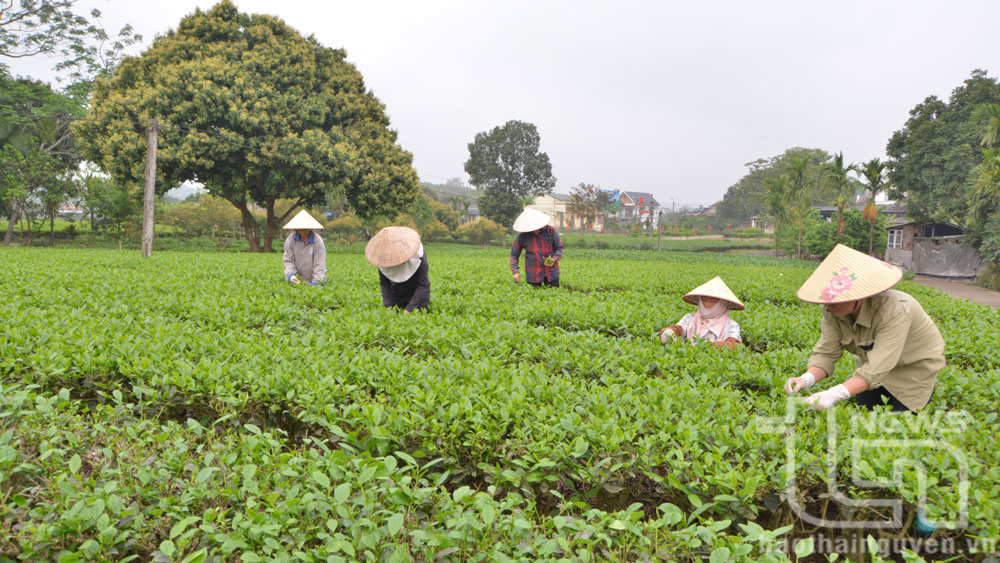 Hệ sinh thái nông nghiệp số VNPT Green: Tối ưu hóa sản xuất