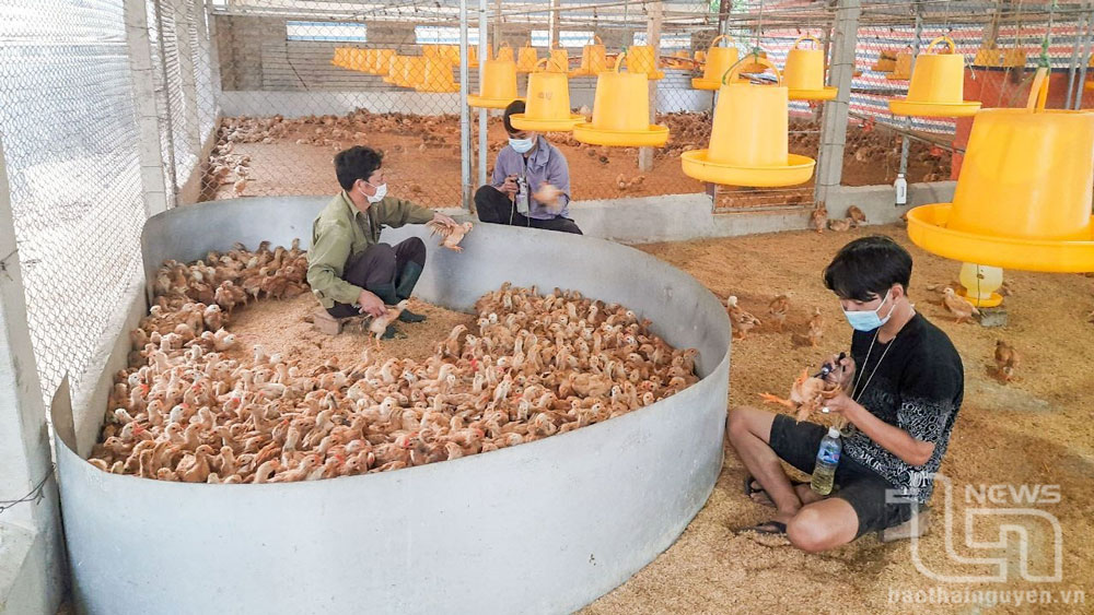 'Số hóa' trong chăn nuôi: Lợi ích kép