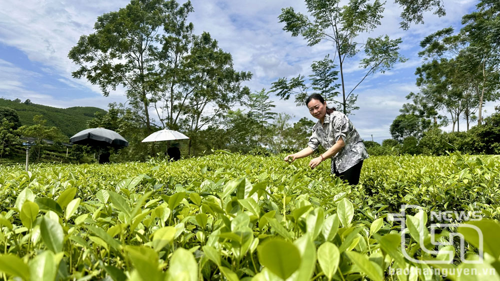 Góp phần phát triển bền vững vùng chè
