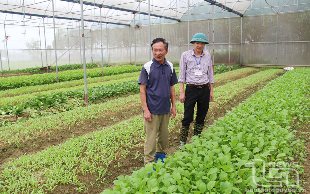 Nhã Lộng phát triển mạnh cây rau màu