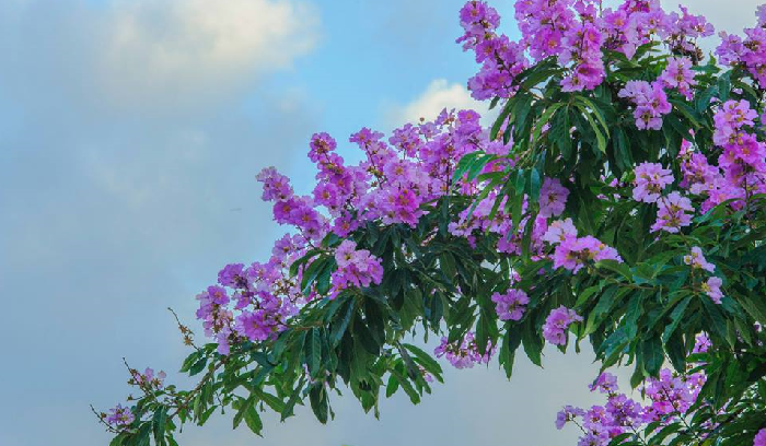 Hoài niệm sắc tím bằng lăng Tạp văn của Trâm Anh