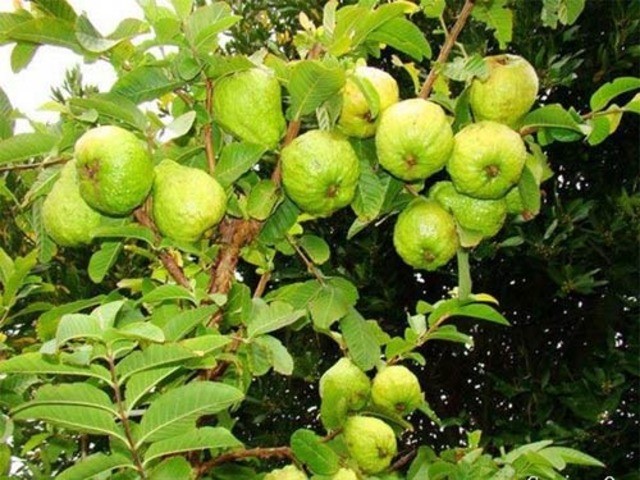 Cây ổi nữ hoàng