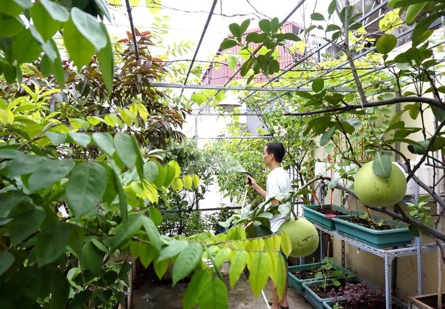 Lợi ích của việc trồng cây ăn quả tại nhà