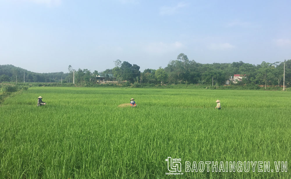 Tháng Năm về cho cây lúa trổ bông
