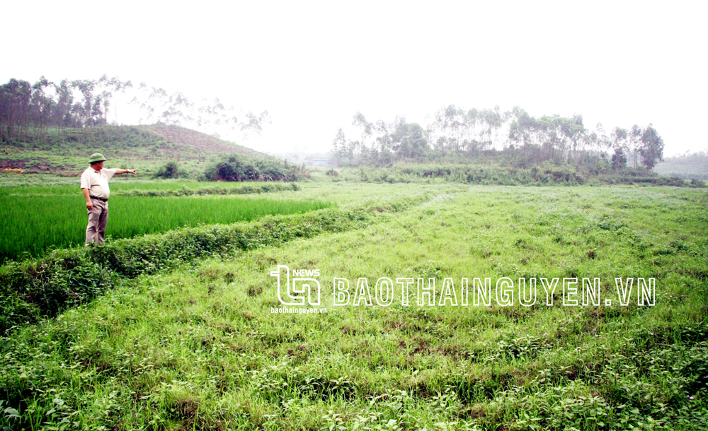 Nông dân bỏ ruộng hoang vì thiếu nước