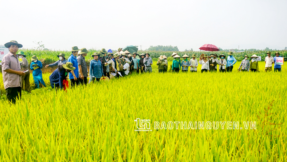 Các đại biểu tham quan mô hình khảo nghiệm giống lúa lai 3 dòng F1 Syn8.