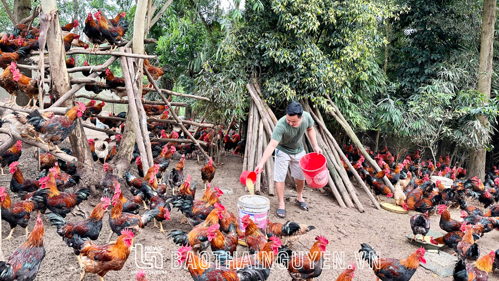 "Vùng trũng" Tân Lợi phát huy thế mạnh chăn nuôi