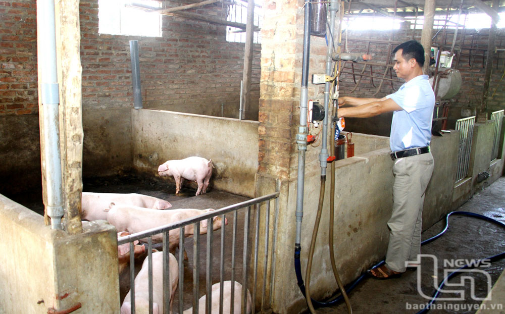 Giá lợn hơi tăng, người chăn nuôi phấn khởi tái đàn