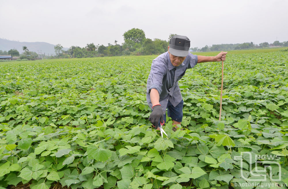 Ký Phú phát triển mạnh cây rau màu