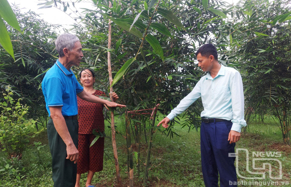 Trồng tre Lục Trúc lấy măng: Hướng phát triển kinh tế mới ở Khe Nác 