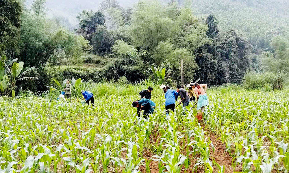 Nghinh Tường - miền quê xanh