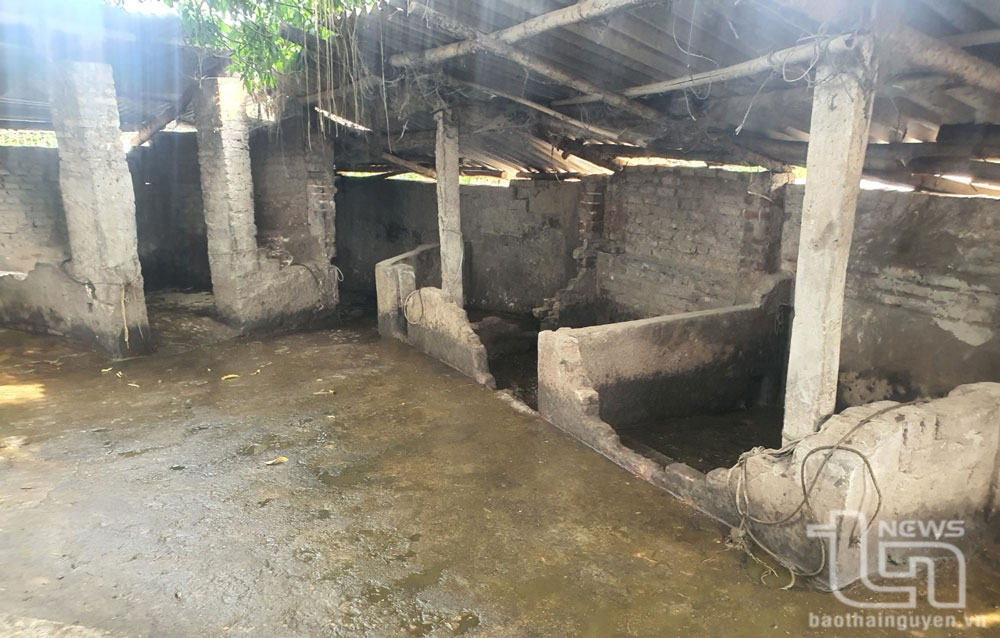 Một hộ nuôi trâu, cả khu phố "chịu trận"