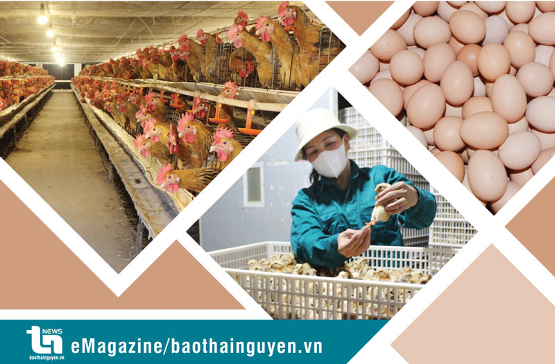 Vượt khó thành tỷ phú gà giống
