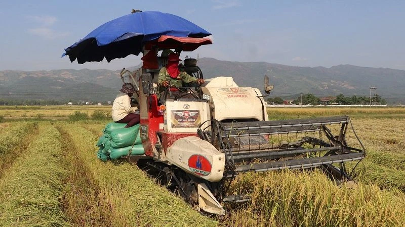 Rộn rã ngày mùa trên cánh đồng Mường Thanh 