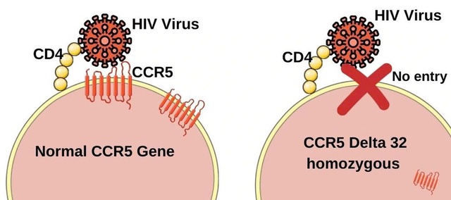 ‘Dấu ấn’ tiến hóa hé lộ khả năng kháng virus HIV ở người