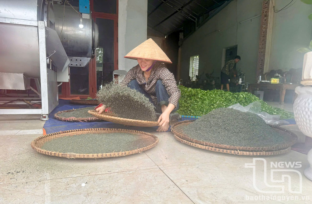 Để nâng cao chất lượng sản phẩm chè, đảm bảo an toàn vệ sinh thực phẩm, hầu hết các hộ làm chè ở xã Tân Cương (TP. Thái Nguyên) sản xuất chè theo hướng hữu cơ, VietGAP. Tuy nhiên, để mua được chè Thái Nguyên chính hiệu, người tiêu dùng cần cẩn trọng, nhất là khi mua hàng qua mạng xã hội.