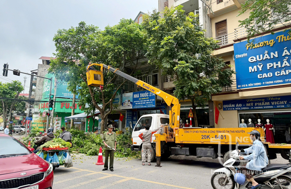 TP. Thái Nguyên: Cắt tỉa cây xanh, bảo đảm an toàn trong mùa mưa bão