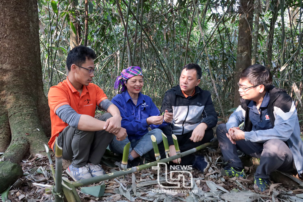 Các thành viên Đoàn khảo sát ẩm trà và bàn về hương vị trà pha từ măng cây chè cổ.