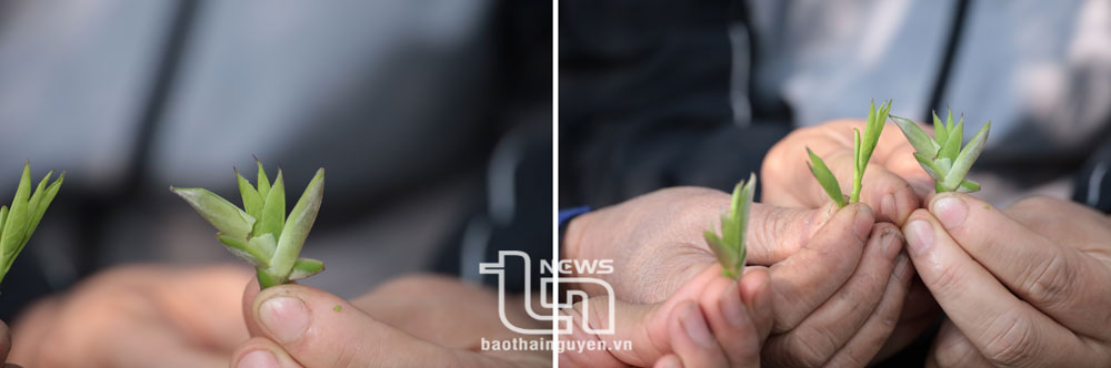 Búp chè (hay còn gọi là măng chè) to có hình như móng rồng, bên trong bọc những búp nhỏ.