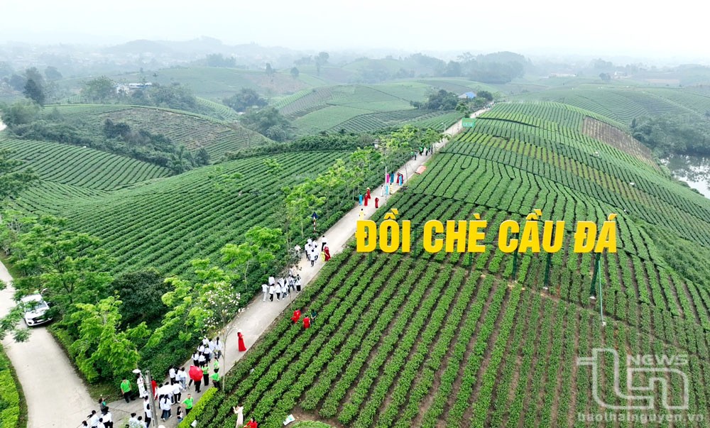 Kỳ vọng bứt phá, nâng tầm giá trị chè Đại Từ