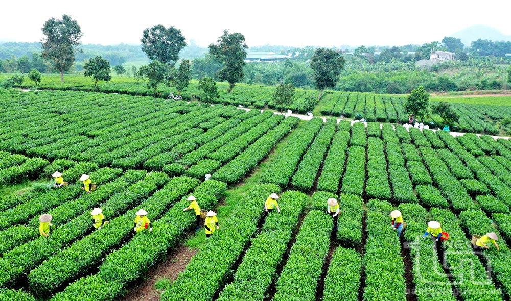 Sản xuất chè gắn với bảo vệ môi trường