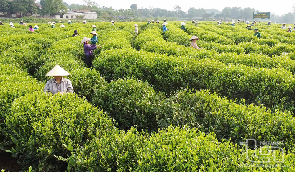 Vùng chè tập trung được mở rộng không chỉ góp phần giải quyết nguyên liệu đầu vào mà tạo một diện mạo mới cho vùng chè Tân Cương, nâng tầm thương hiệu chè thông qua du lịch.