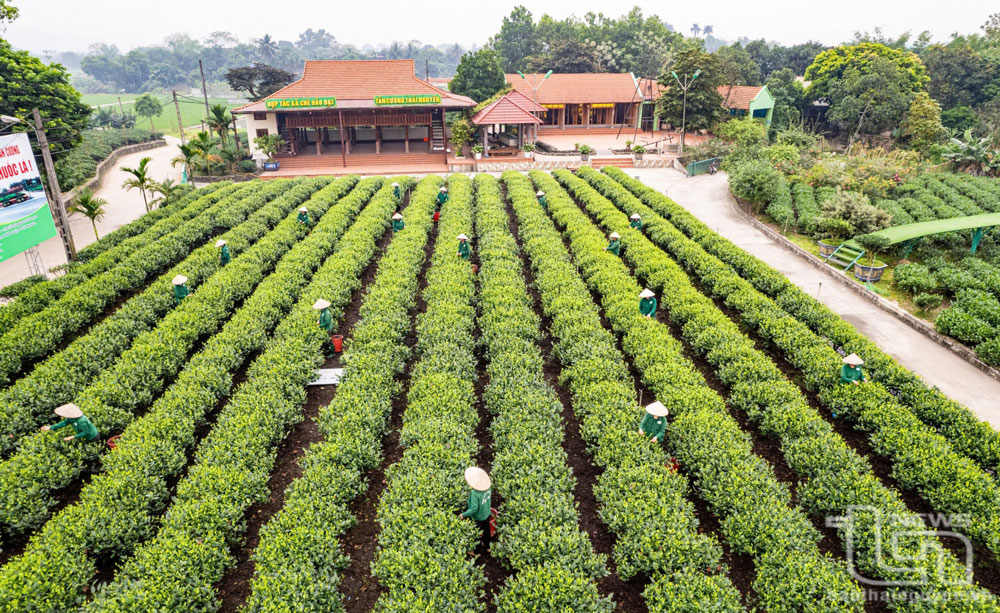 Đưa vùng chè Tân Cương 'cất cánh' cùng du lịch và văn hóa