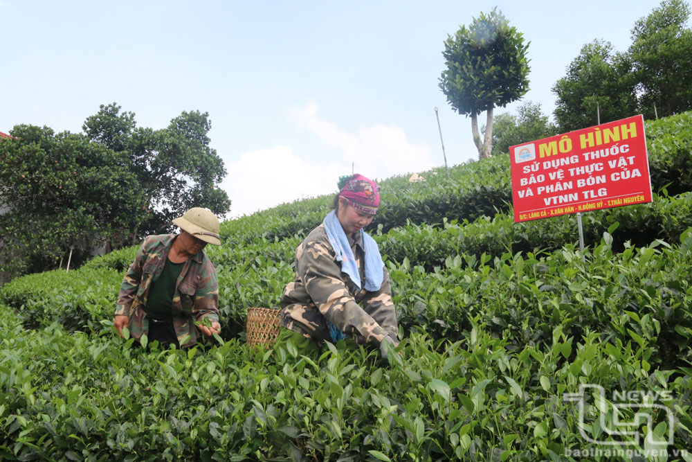 Phát triển cây chè gắn với xây dựng làng nghề ở Văn Hán