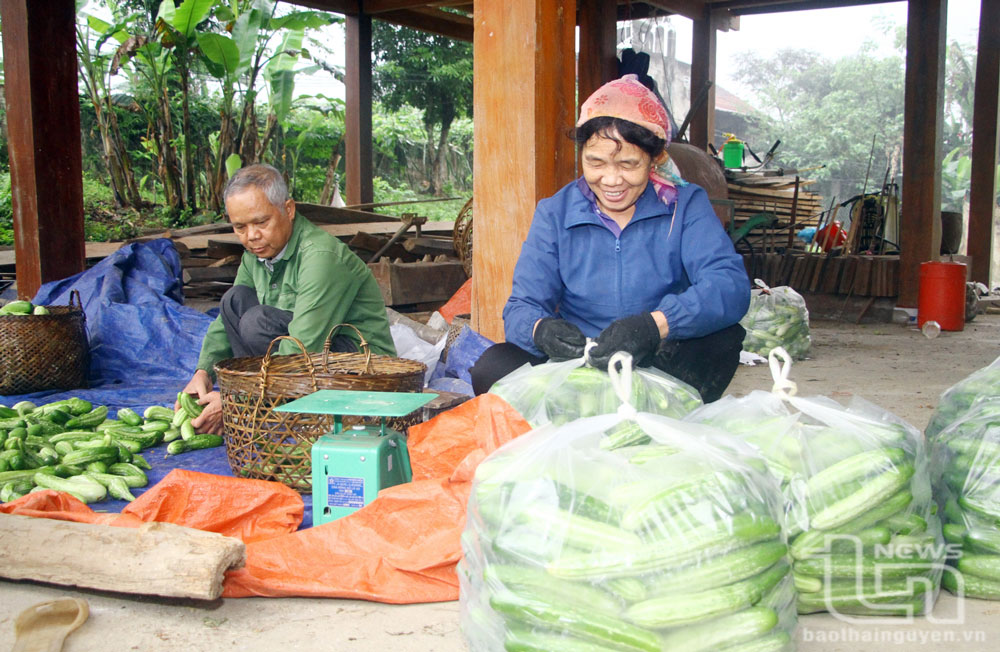 Hiệu quả chuyển đổi cơ cấu cây trồng ở xã vùng cao