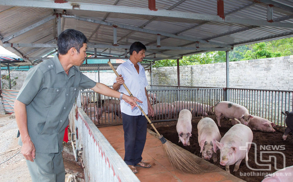 Dự án chăn nuôi lợn tại xã Phú Thượng đã giúp nhiều người dân tộc thiểu số vươn lên phát triển kinh tế.