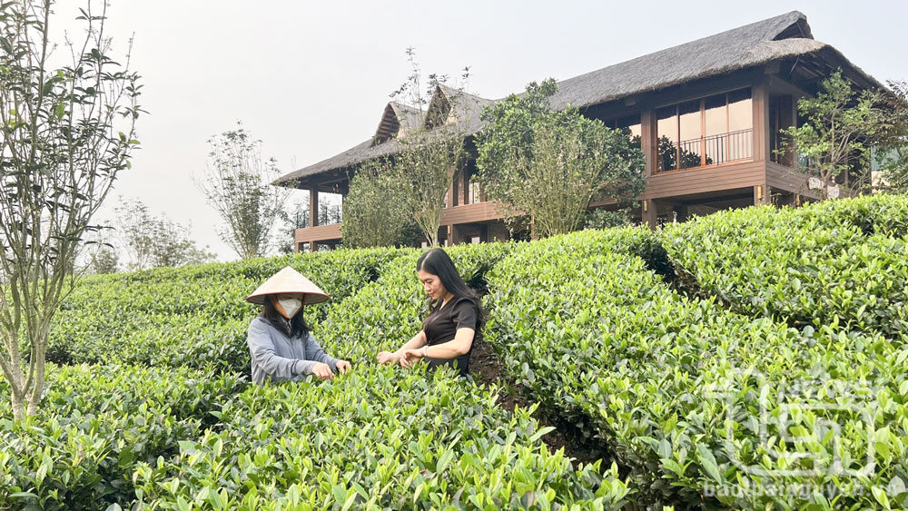 Hợp tác xã Trà và Du lịch cộng đồng Tiến Yên (xã Tân Cương, TP. Thái Nguyên), mô hình sản xuất chè hữu cơ Việt Nam TCVN 11041-6:2018; thu hút đông đảo du khách đến thăm quan.