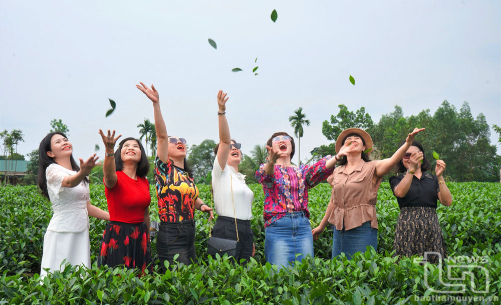 Du khách trải nghiệm tại vùng chè Tân Cương.