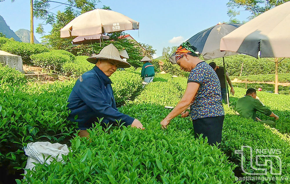 Đồng Hỷ: Trên 2.000ha chè được sản xuất theo tiêu chuẩn VietGAP