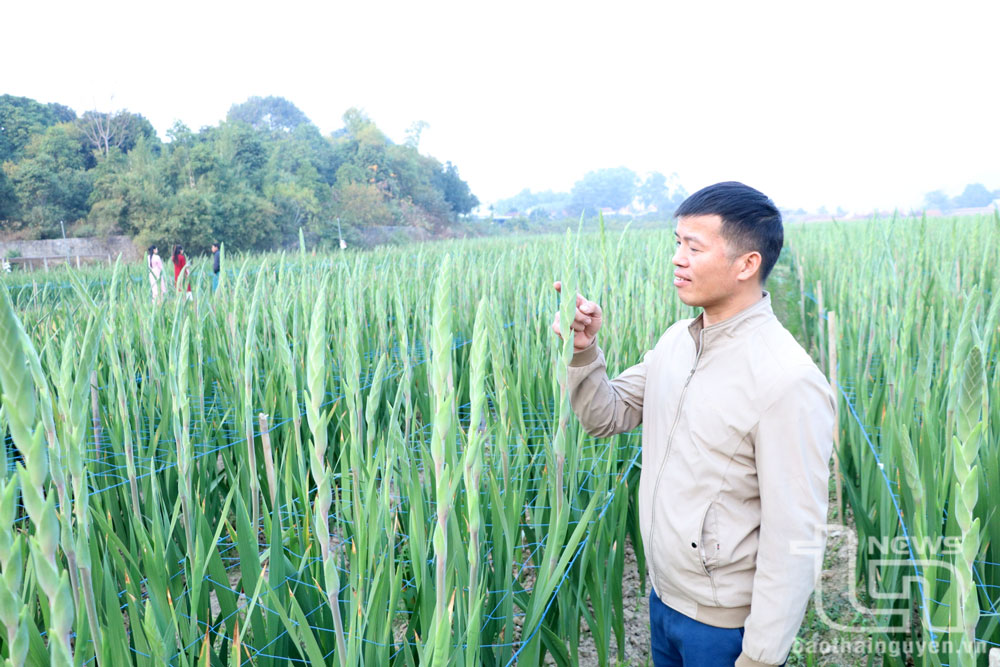 Hàng năm, người dân Linh Sơn đều dành một phần lớn diện tích trồng các loại hoa như cúc, lyly, đồng tiền, lay ơn… để phục vụ thị trường Tết.